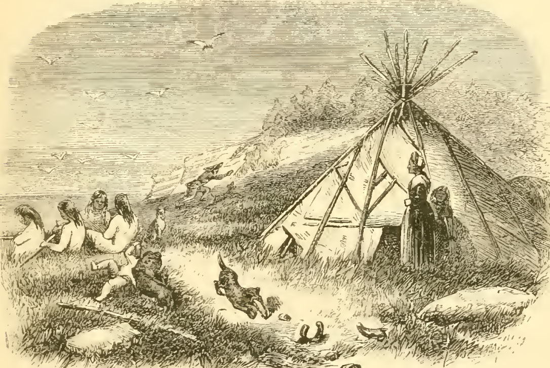 English Settlers Dog