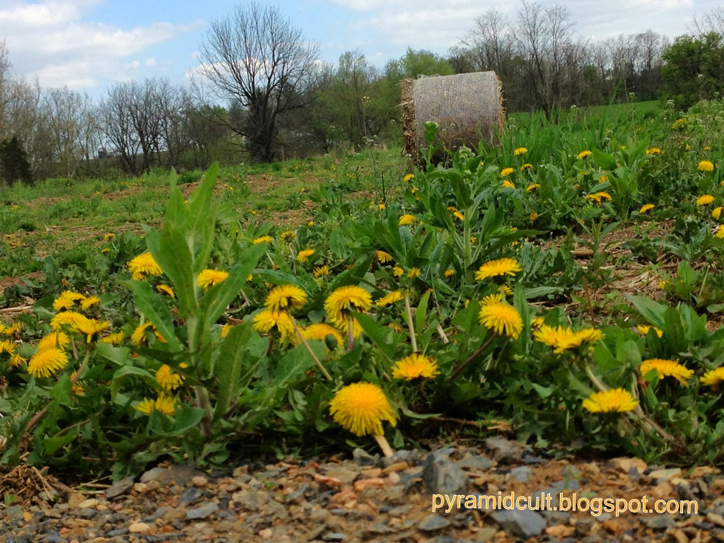 Pyramidcult Studios Blog Wild Dandelions How to harvest and dry