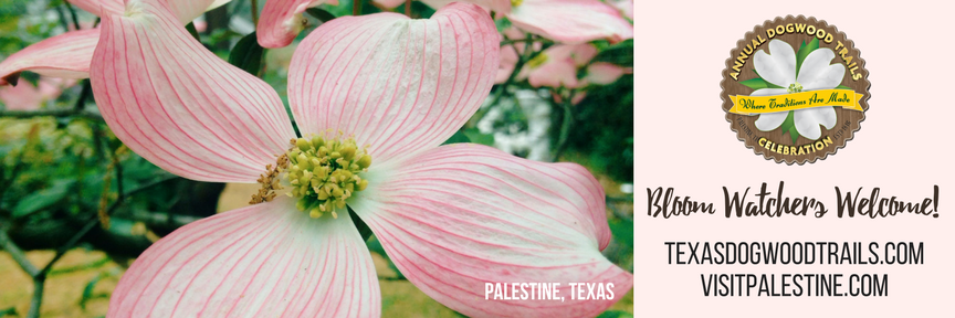 Dogwood Bloom Watch 