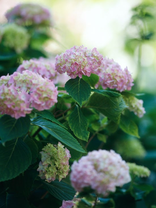 estelle s the garden create what you love estelle s the garden create what you love