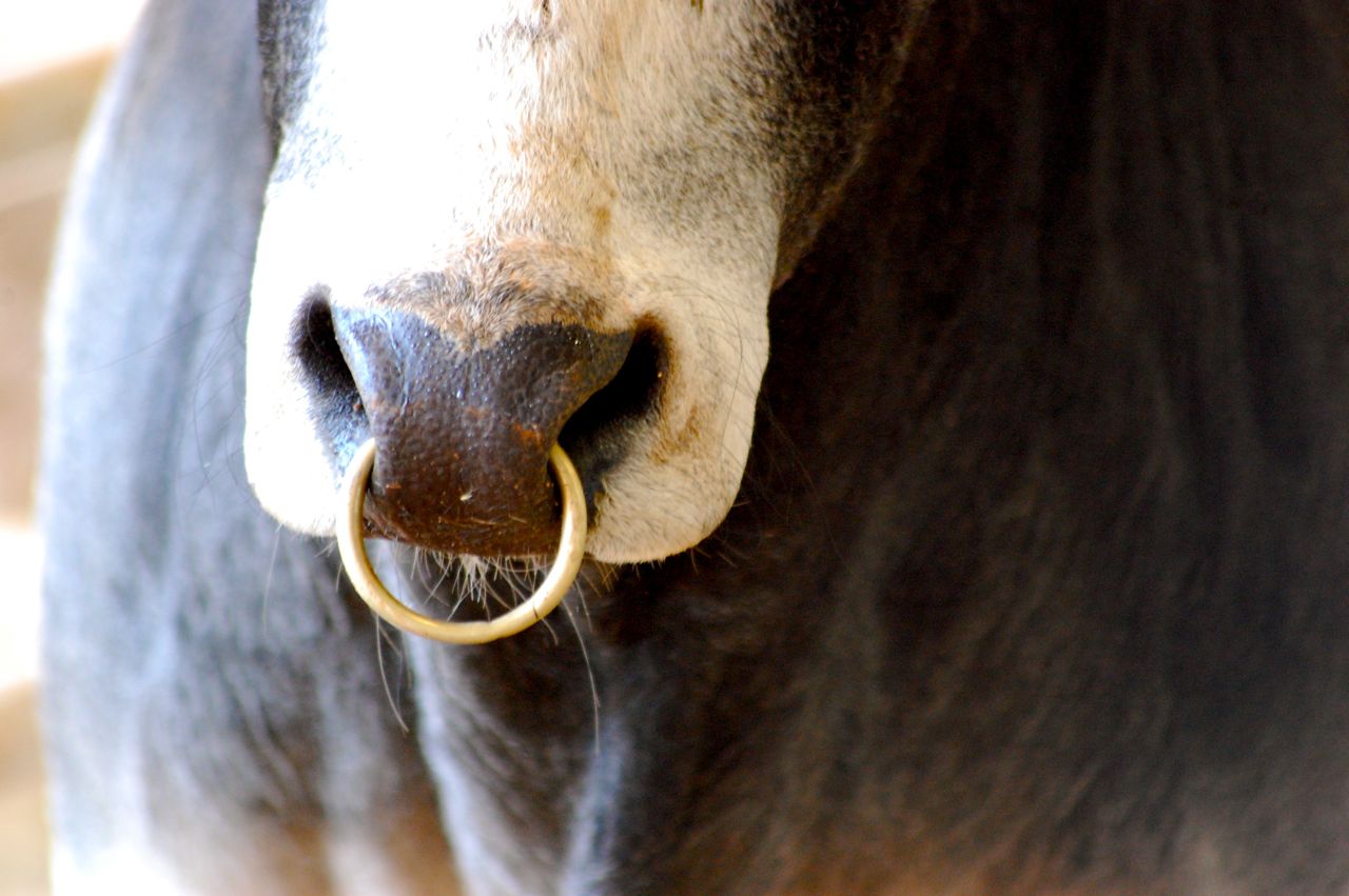 a bull with a nose ring. a buffalo/angus cross calf. 