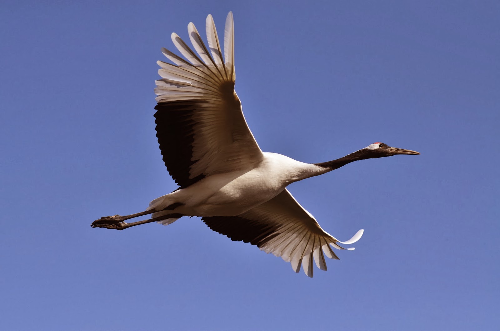 岡山後楽園 １月３日タンチョウの園内散策