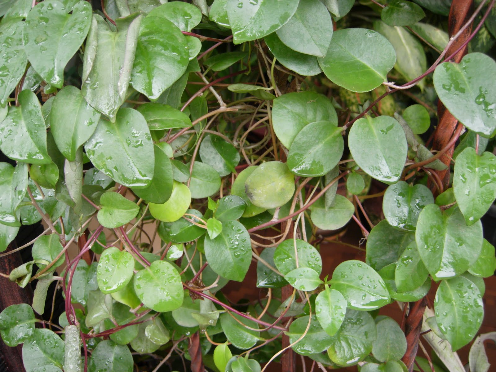 BINAHONG, Asian Medicinal Plants (Part 1) ~ SMART