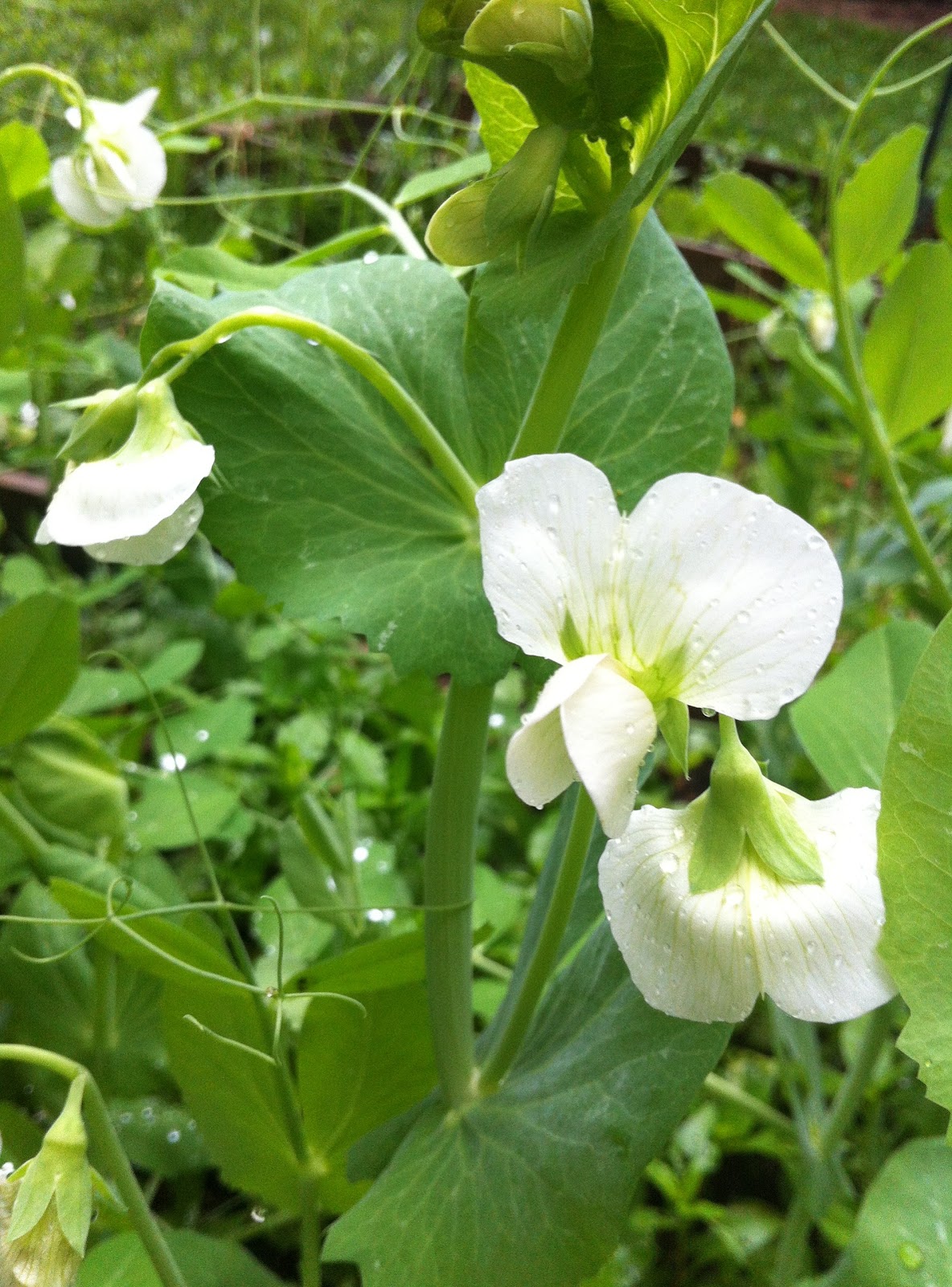 Nyack Backyard Pea Season Edibles in Progress