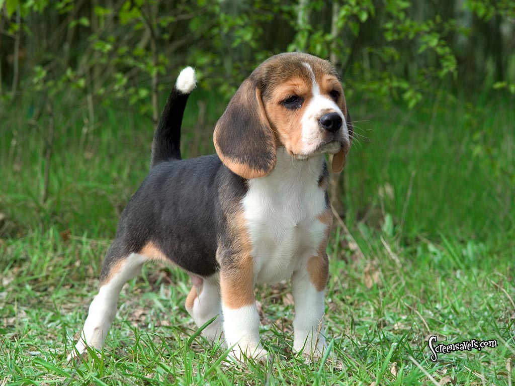 http://2.bp.blogspot.com/-j9zaX_9AKuI/Th8sLXYeTSI/AAAAAAAAAI0/YgVTrF69r7A/s1600/Beagle+Dogs+Wallpapers+4.jpg