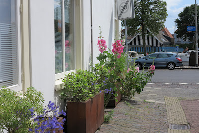 container garden, urban garden, pink, hollyhocks, Haafner