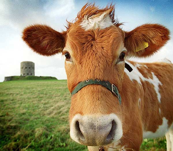 face of cow