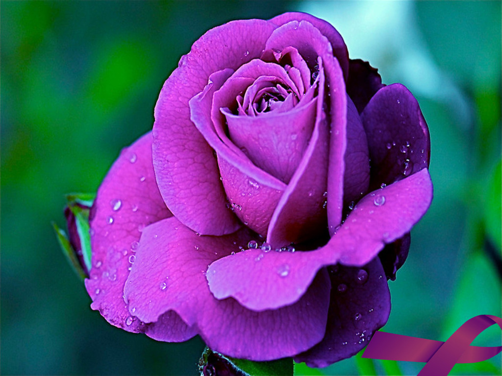 Purple Rose Flowers - Flower HD Wallpapers, Images, PIctures, Tattoos