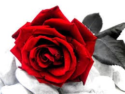 blog: RED ROSES