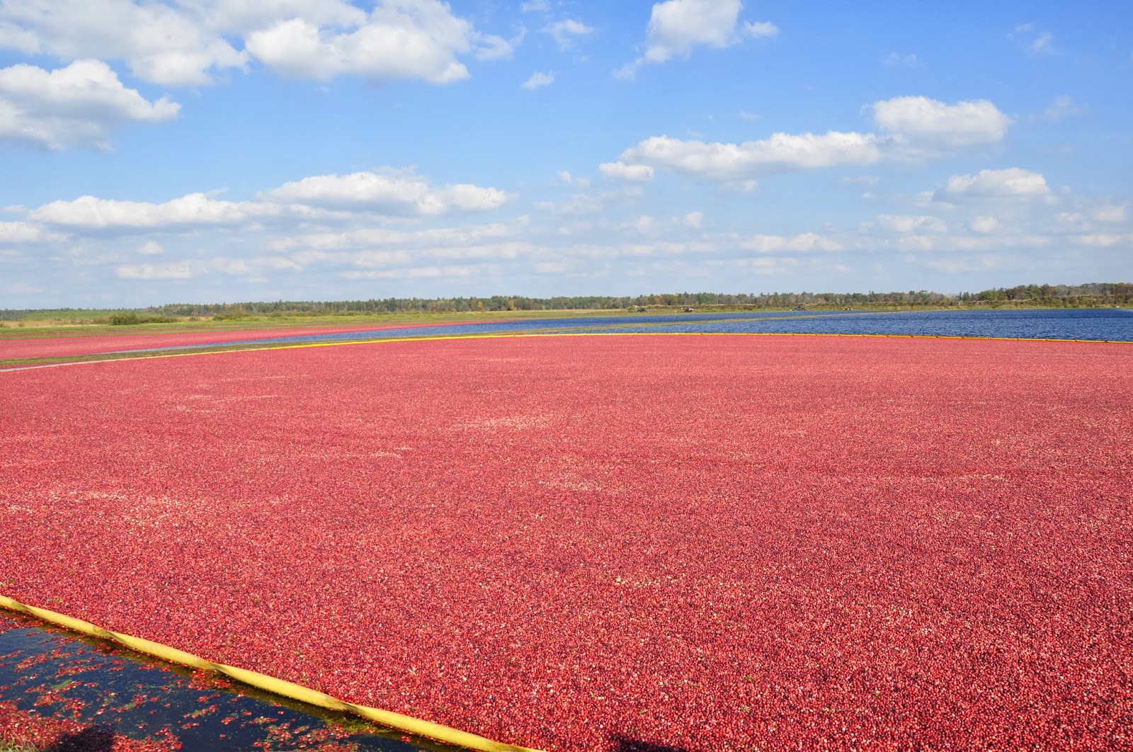 The Cranberry Harvest in Wisconsin