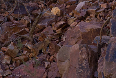 the Bobcat wasn't as excited about our appearance, Grand canyon colorado, Chris Baer