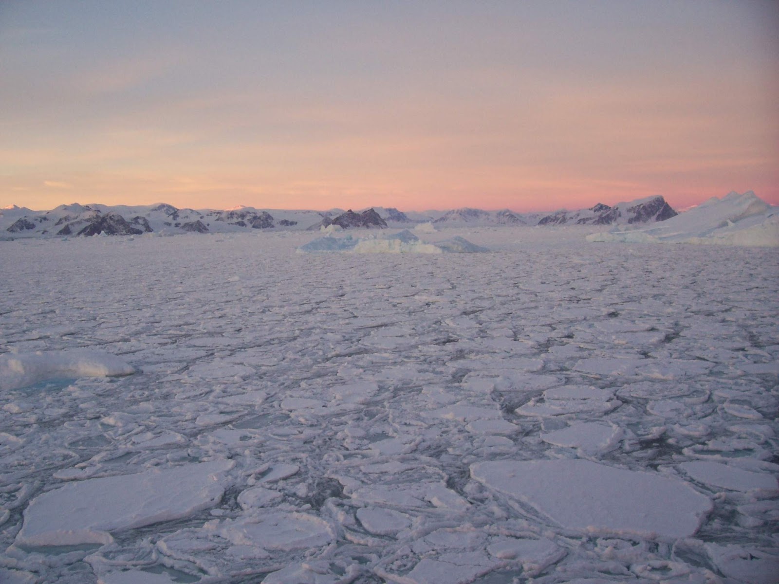 The Echinoblog Antarctic EchinodermsCanary in a Coal Mine for Ocean