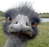 A empollar... Ostrich - Autruche - Avestruz