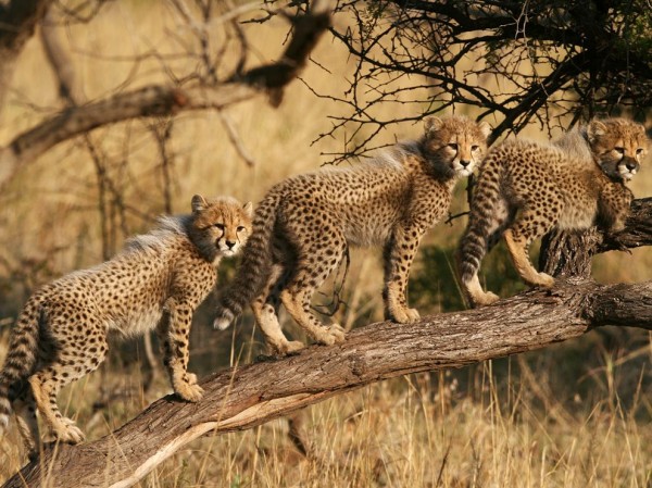 Cheetah Cubs, South Africa Cheetah Cubs, South Africa