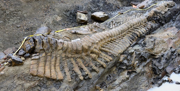 Enorme cauda de dinossauro descoberta no México