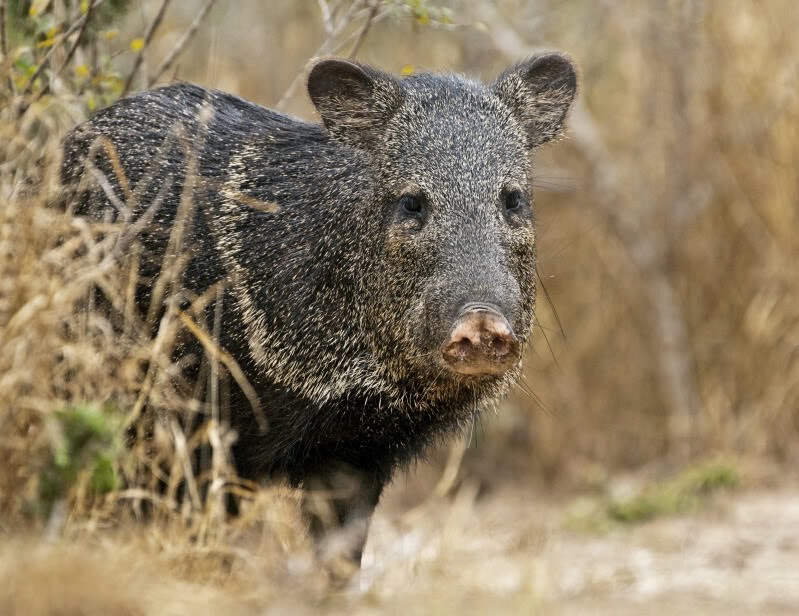 The Road Javelinas You Decide!