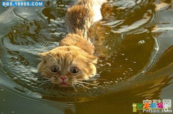 Funny cat swimming picture gallery - ONLINE NEWS ICON