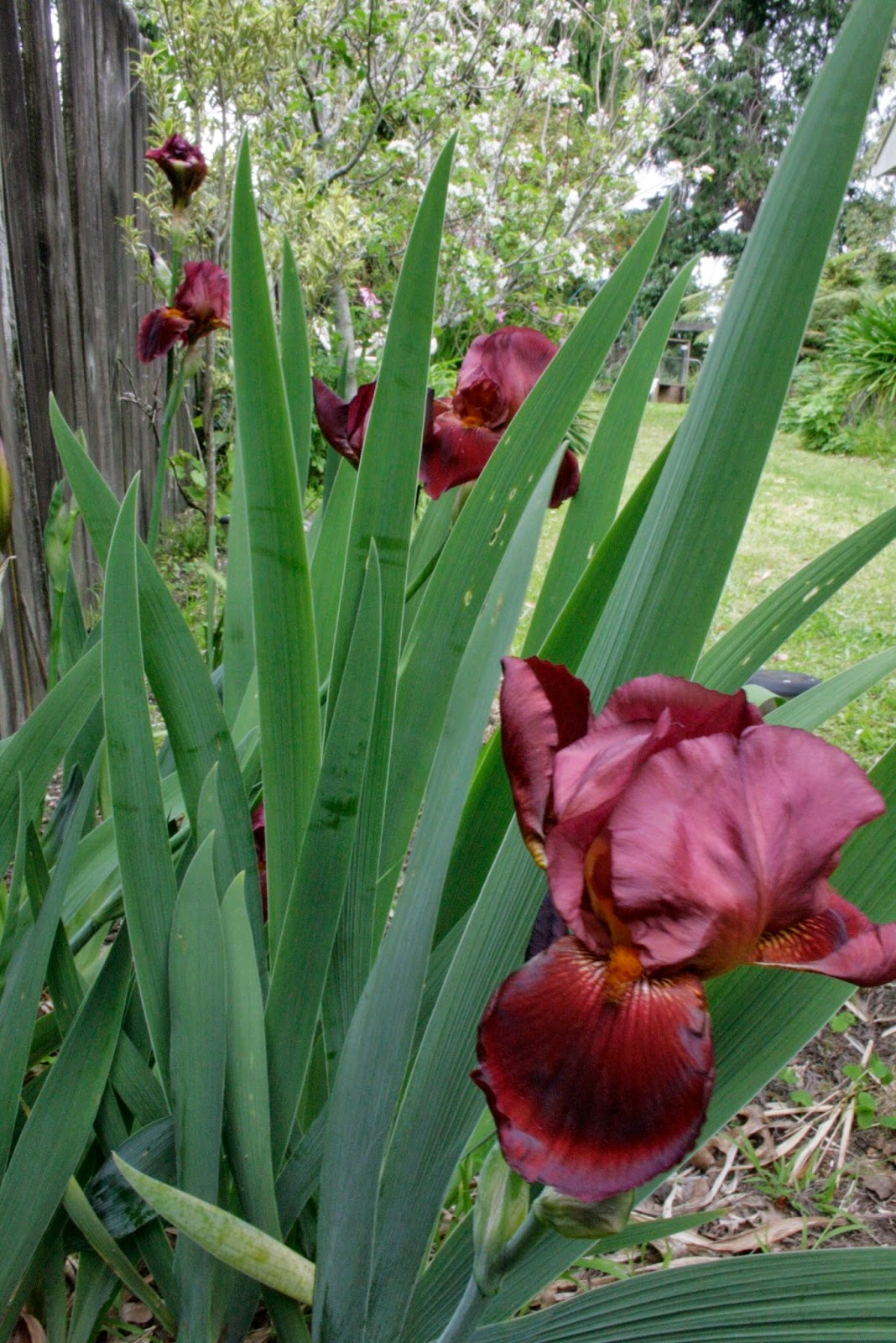 THE LAST VISIBLE DOG Bearded Irises and Flag Irises