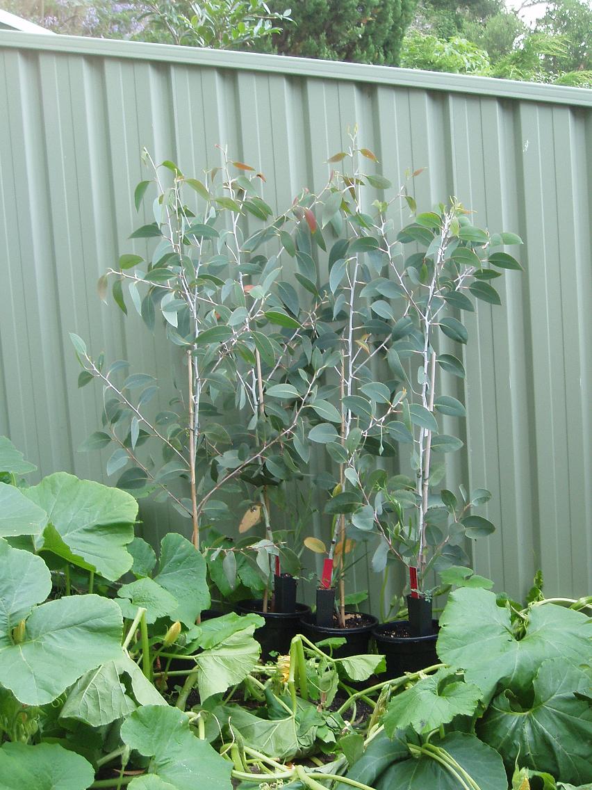 Try growing mallee eucalypts Growing Illawarra Natives