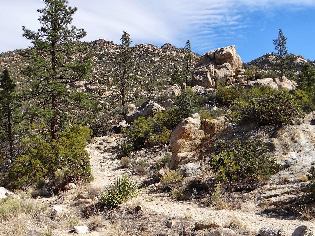 Postcards from Idyllwild February 2014