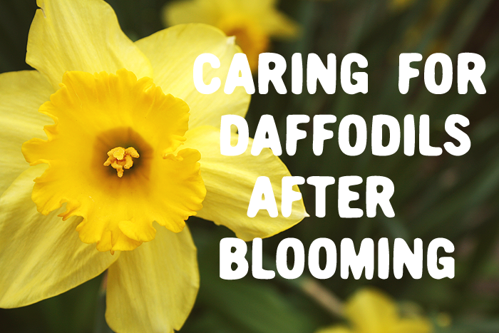 Popular Daffodil Types, Plus How to Care for Daffodils