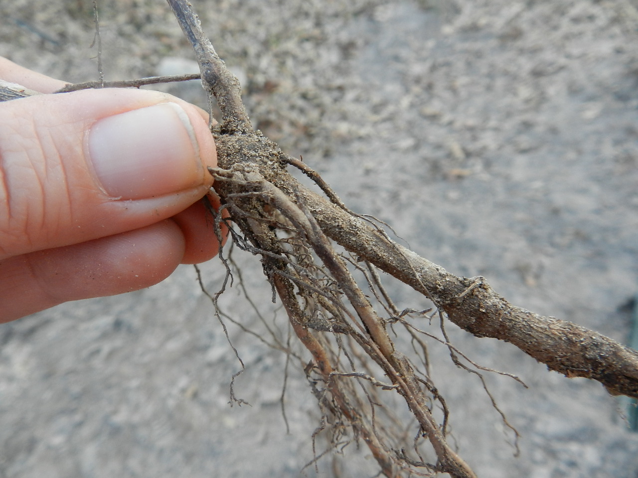 Making a Muscadine Vineyard