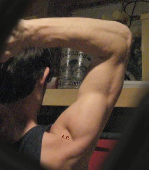 Human Anatomy For The Artist The Deltoid Area Soft Shoulder And Varied Terrain