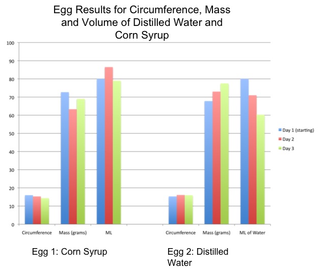 Why does an egg shrink in corn syrup?