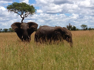 biodiversiteit in het Krugerpark - olifanten