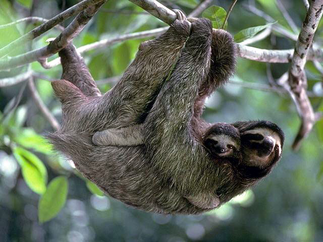 Sloth Tail