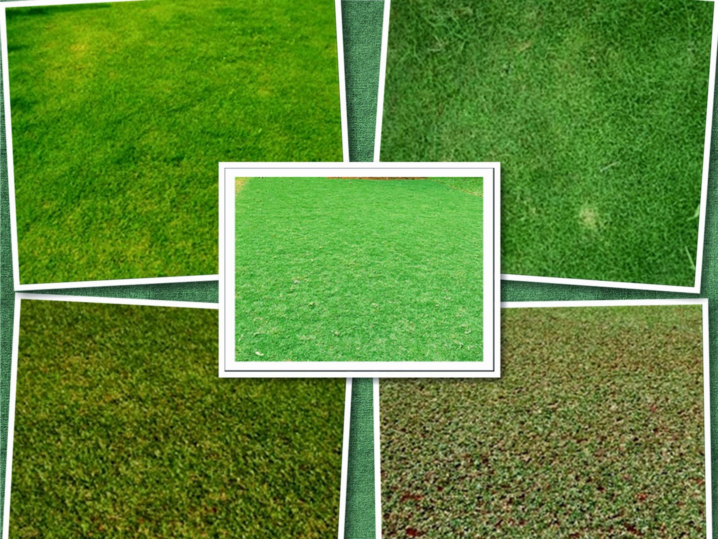 Manfaat Rumput untuk Taman minimalis Rumah Anda