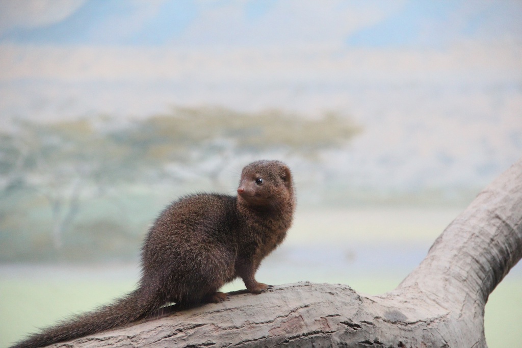 31 interesting facts about the bronx zoo DRY AS TOAST: A Winter Trip to the Zoo