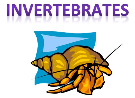 Learning Ideas - Grades K-8: Invertebrates (Animals WITHOUT Backbones