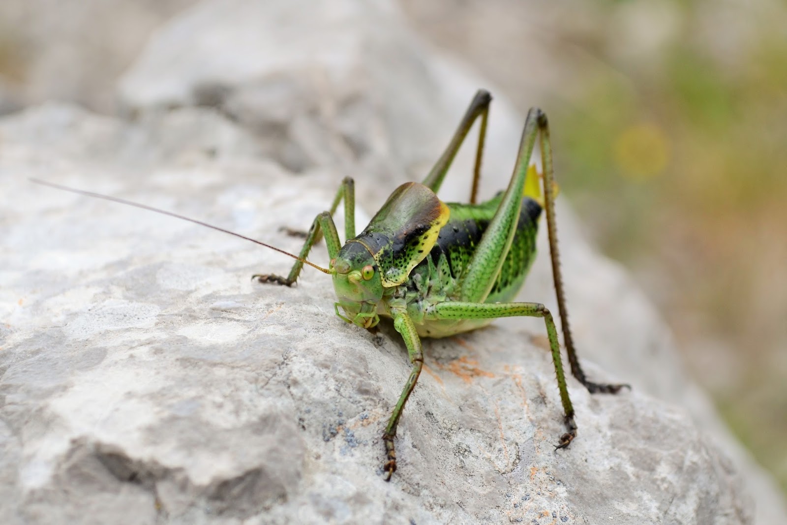 Probirder Large Sawtailed Bushcricket