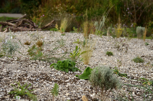 Storchschnabel Und Andere Stauden