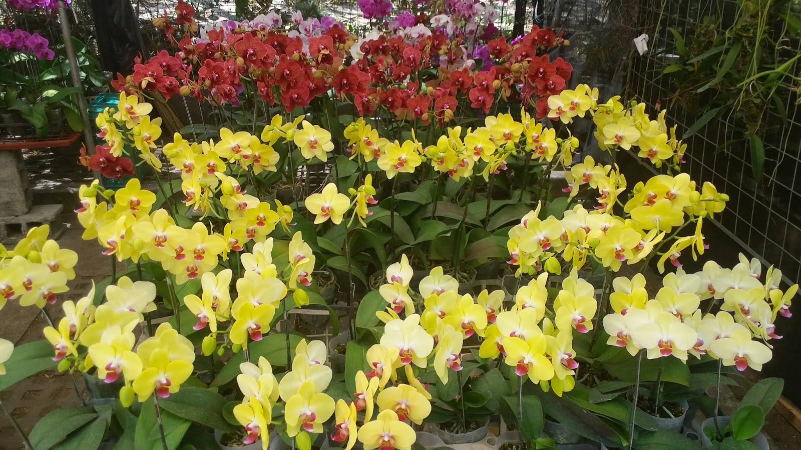 Philippine Culture and Surprises Orchids in Philippines