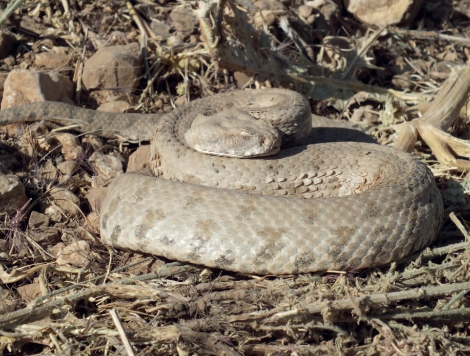 species new to science