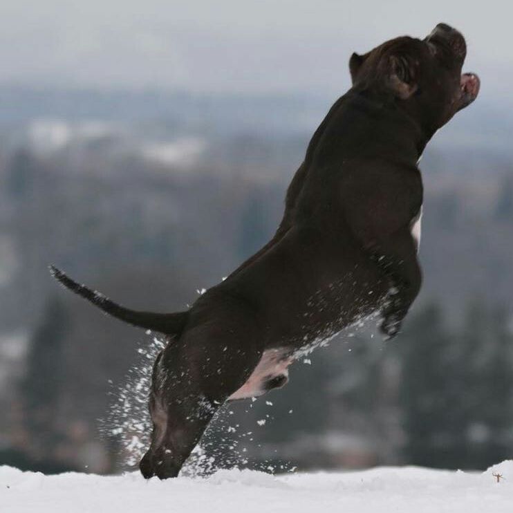 History Of The Razors Edge Bloodline BULLY KING Magazine