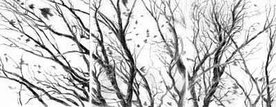 Katherine Kean, drawing, tress, branches, birds, triptych, graphite, small