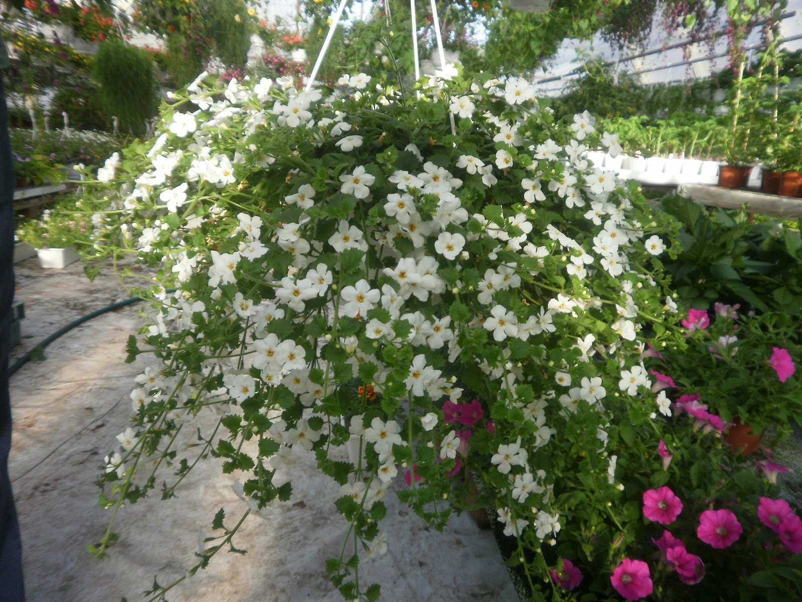 Katin kukkatarha Lumihiutale