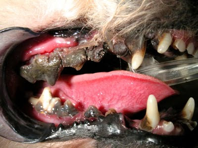 80% of dogs and 70% of cats have some form of oral disease