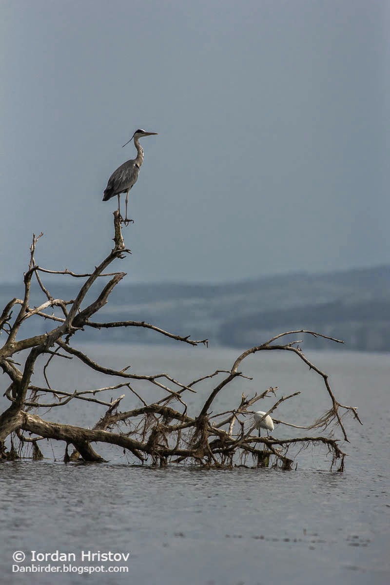 Grey Heron, Copyright Iordan Hristov Grey Heron, Copyright Iordan Hristov