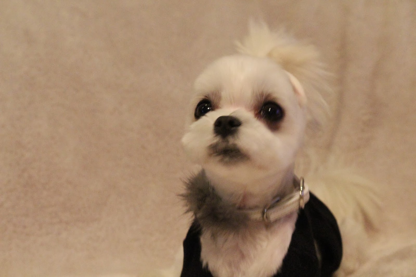 Maltese Toto S Diary Ikkoさん体型なのに衝動買い どんだけ Shopping