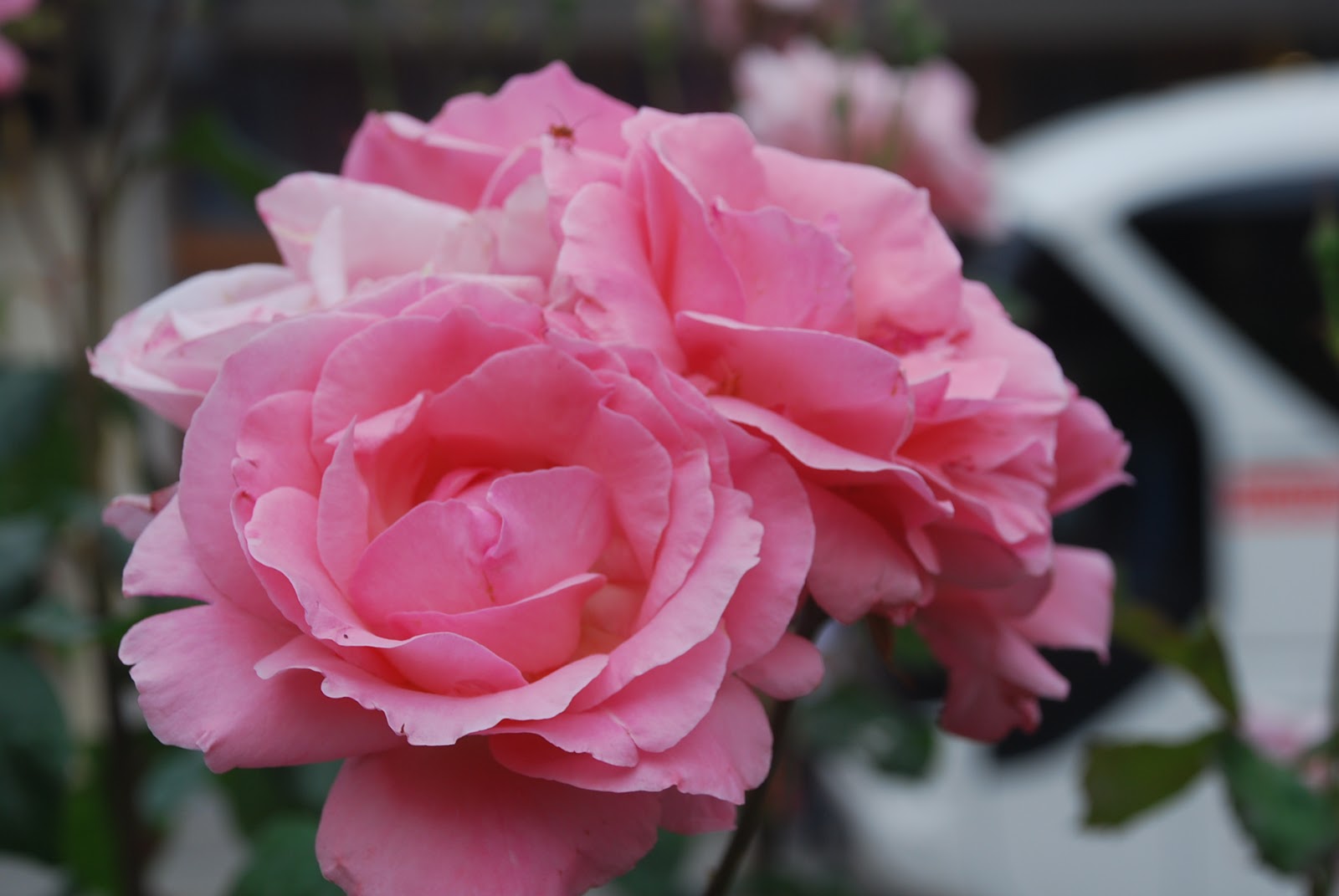 aswanacliche Roses in Greece
