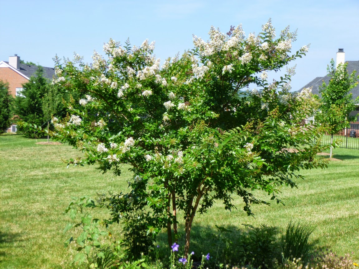 Garden of Aaron Thou Shalt Not Murder (Crape Myrtles)