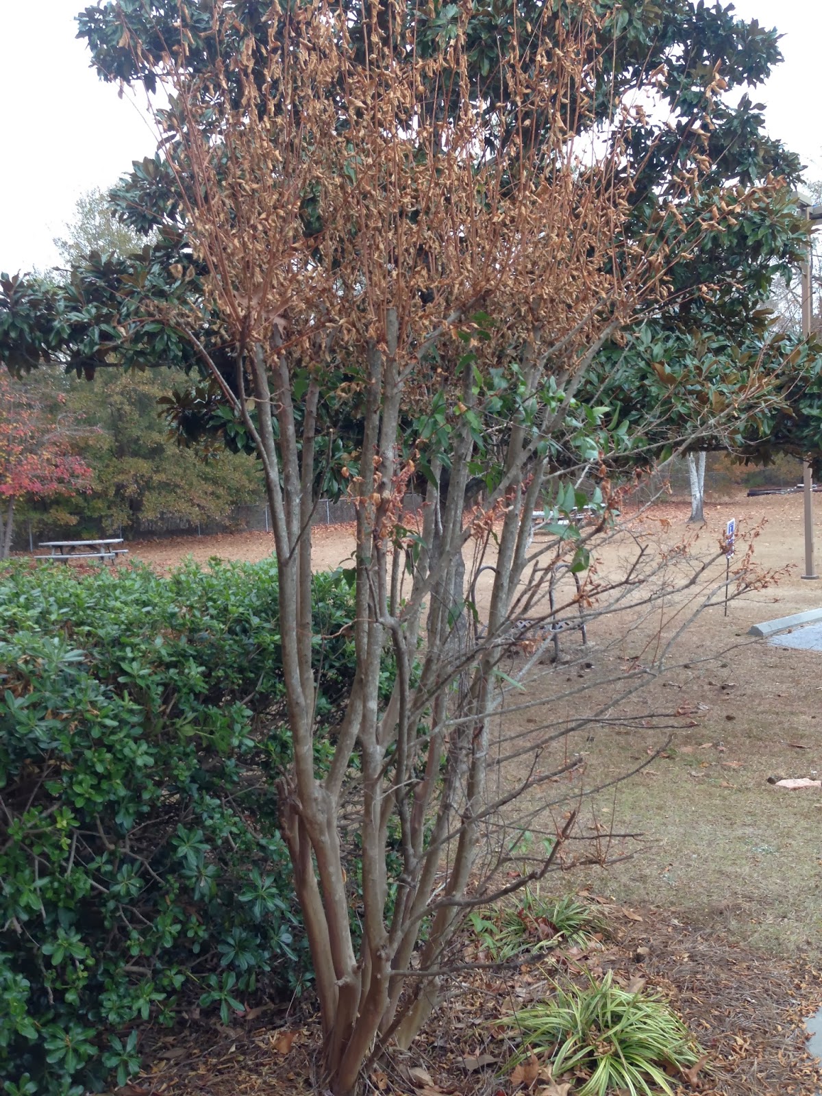 Aggregata Plants Gardens Hedging Plant Loropetalum Chinense