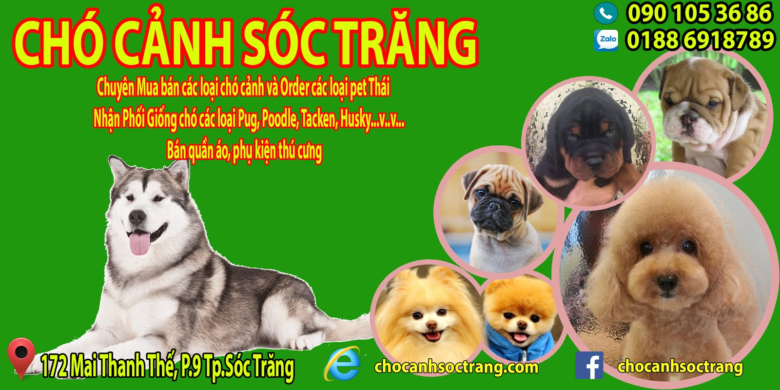 Chó cảnh Sóc Trăng