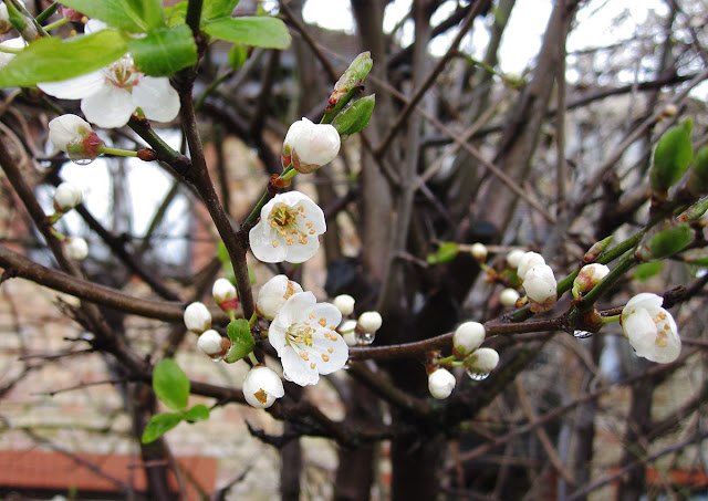 Blackthorn flowering in a hedge on Bourne Way, Hayes. 16 March 2013. Blackthorn flowering in a hedge on Bourne Way, Hayes. 16 March 2013.