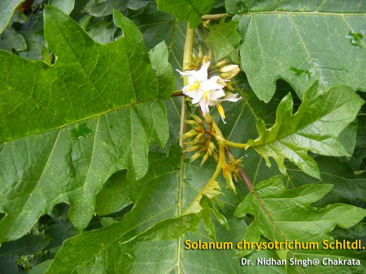 Medicinal Plants Solanum chrysotrichum, 多裂水茄