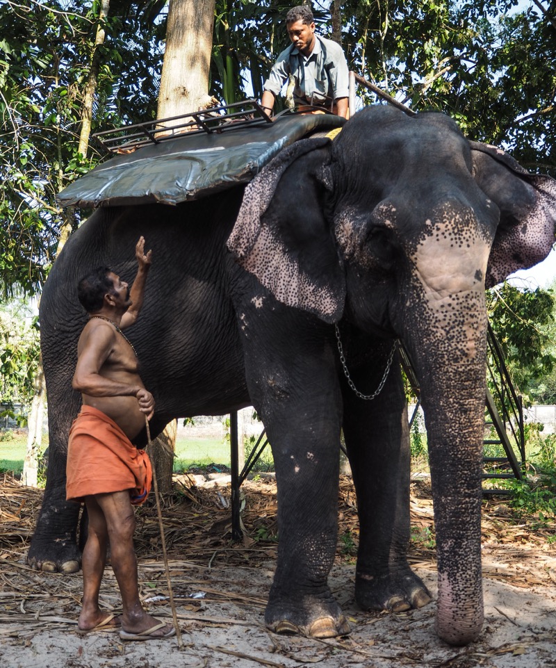 India the mysterious Elephant Camp near Alleppey, Kerala